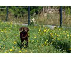 Wyżeł niemiecki krótkowłosy ZKwP/FCI - gotowe do odbioru! - 7