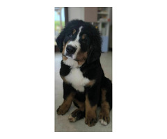 Szczenię Berneński Pies Pasterski Samiec BURBON - 1