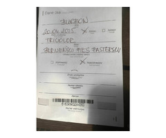 Szczenię Berneński Pies Pasterski Samiec BURBON - 2