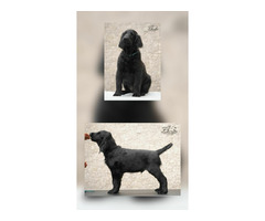 Flat coated retriever - 1