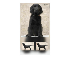 Flat coated retriever - 2