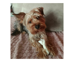 Yorkshire Terrier