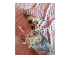 Yorkshire Terrier