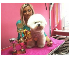 szczenięta bichon frise FCI , hodowla bichon frise FCI