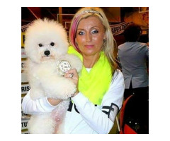 szczenięta bichon frise FCI , hodowla bichon frise FCI