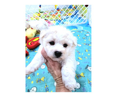 szczenięta bichon frise FCI , hodowla bichon frise FCI