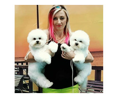 szczenięta bichon frise FCI , hodowla bichon frise FCI - 7