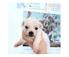szczenięta bichon frise FCI , hodowla bichon frise FCI - 8