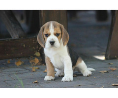 Beagle księżniczka po Championie  ZKwP (FCI)