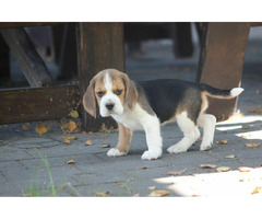 Beagle księżniczka po Championie  ZKwP (FCI)