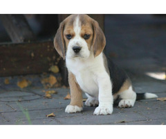 Beagle księżniczka po Championie  ZKwP (FCI)