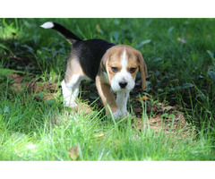 Beagle księżniczka po Championie  ZKwP (FCI)
