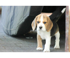 Beagle księżniczka po Championie  ZKwP (FCI)