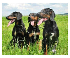 Reproduktory rasy GOŃCZY POLSKI, ZKwP - użytkowe zapraszają suczki na randkę - 6