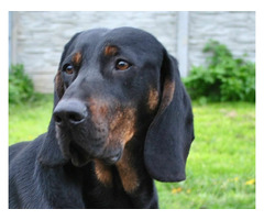 Reproduktory rasy GOŃCZY POLSKI, ZKwP - użytkowe zapraszają suczki na randkę - 7