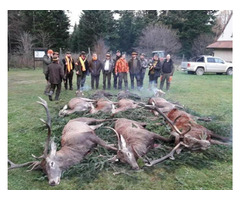 Reproduktory rasy GOŃCZY POLSKI, ZKwP - użytkowe zapraszają suczki na randkę - 8
