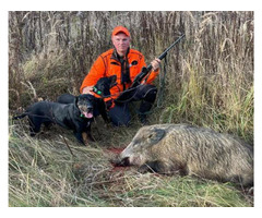 Reproduktory rasy GOŃCZY POLSKI, ZKwP - użytkowe zapraszają suczki na randkę - 9