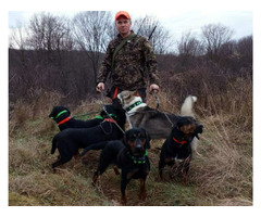 Reproduktory rasy GOŃCZY POLSKI, ZKwP - użytkowe zapraszają suczki na randkę - 12