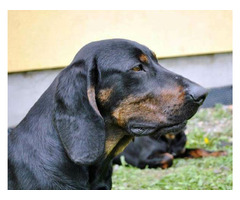 Reproduktory rasy GOŃCZY POLSKI, ZKwP - użytkowe zapraszają suczki na randkę - 13