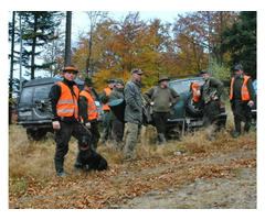 Reproduktory rasy GOŃCZY POLSKI, ZKwP - użytkowe zapraszają suczki na randkę - 14