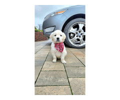 Golden Retriever Piesek