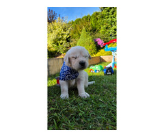 Golden Retriever Piesek