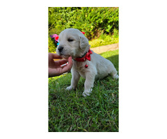 Golden Retriever Piesek