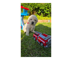 Golden Retriever Piesek