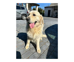 Golden Retriever Piesek