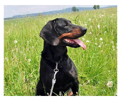 Reproduktory rasy GOŃCZY POLSKI, ZKwP - użytkowe zapraszają suczki na randkę - 15