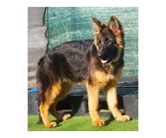 Suczki owczarka niemieckiego długowłosego - 1