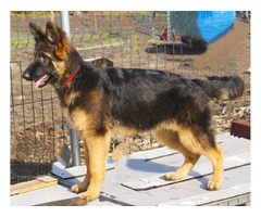 Suczki owczarka niemieckiego długowłosego - 2