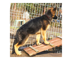 Suczki owczarka niemieckiego długowłosego - 4