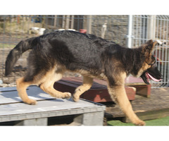 Suczki owczarka niemieckiego długowłosego - 5