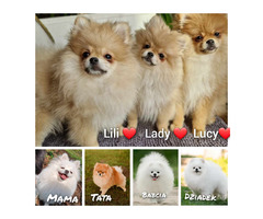 Pomeranian Szpic Miniaturowy - 1