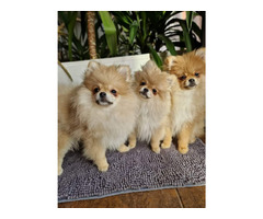 Pomeranian Szpic Miniaturowy - 2