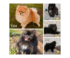 Pomeranian Szpic Miniaturowy - 3