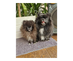 Pomeranian Szpic Miniaturowy - 4