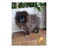 Pomeranian Szpic Miniaturowy - 5