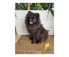 Pomeranian Szpic Miniaturowy - 6