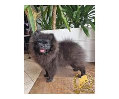 Pomeranian Szpic Miniaturowy - 7