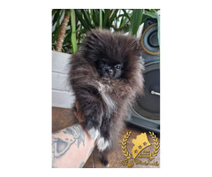 Pomeranian Szpic Miniaturowy - 8