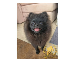 Pomeranian Szpic Miniaturowy - 9