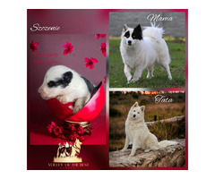 Łajka Jakucka yakutian laika nie samojed