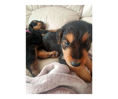 AIREDALE TERRIER SZCZENIĘTA - 1