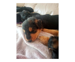 AIREDALE TERRIER SZCZENIĘTA - 2