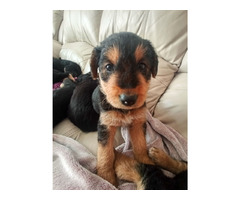 AIREDALE TERRIER SZCZENIĘTA - 3