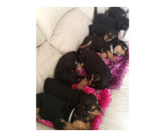 AIREDALE TERRIER SZCZENIĘTA - 4