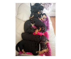 AIREDALE TERRIER SZCZENIĘTA - 5