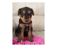 AIREDALE TERRIER SZCZENIĘTA - 6